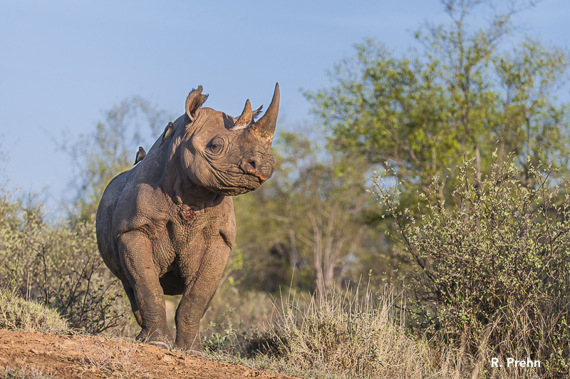 Ntombi black rhino