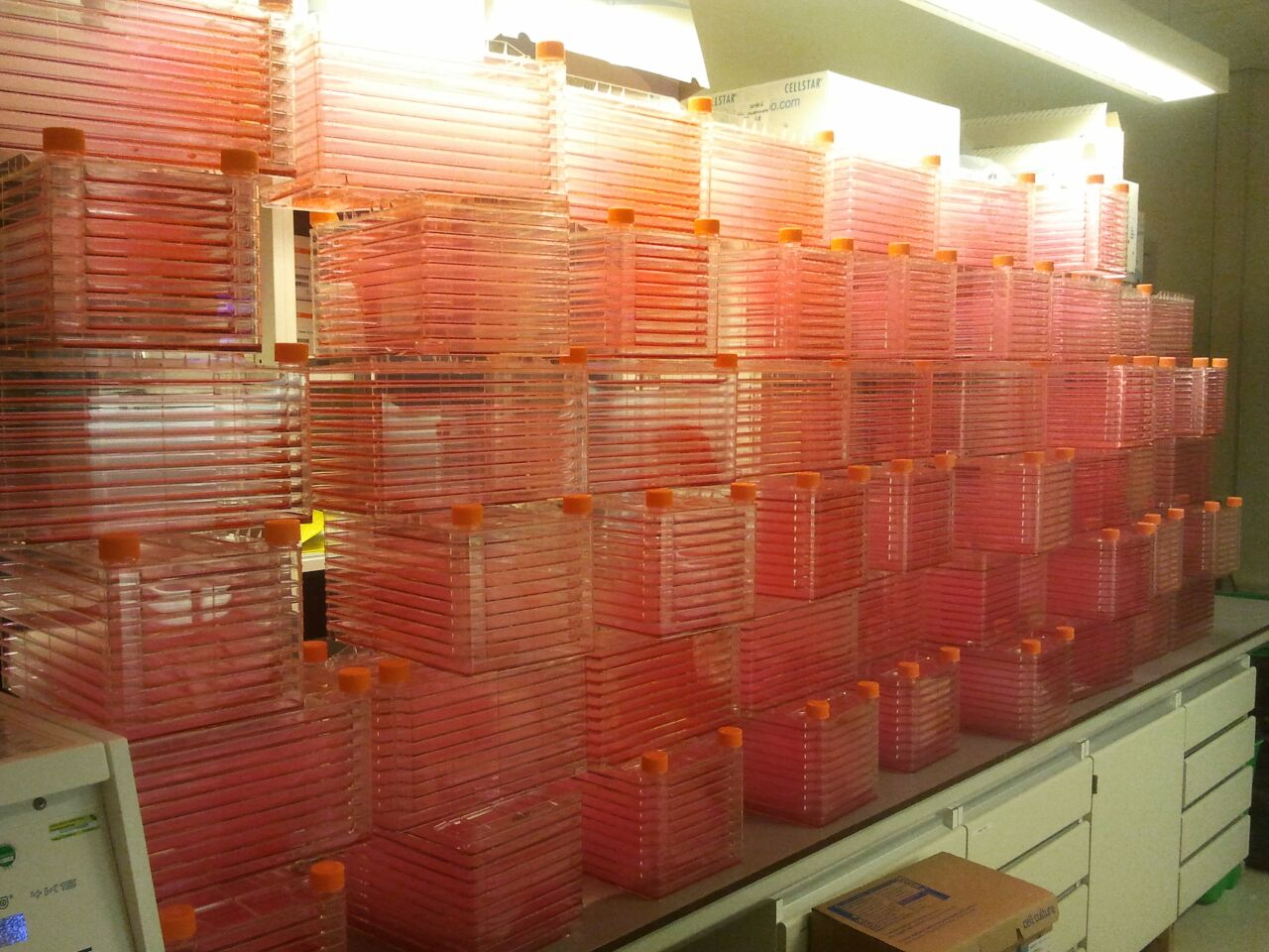 giant stacks of tissue culture flasks