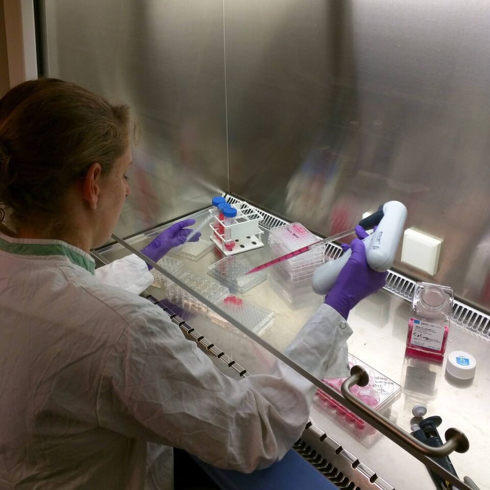A photo from Dr. Post’s lab of a technician maintaining a muscle cell culture.