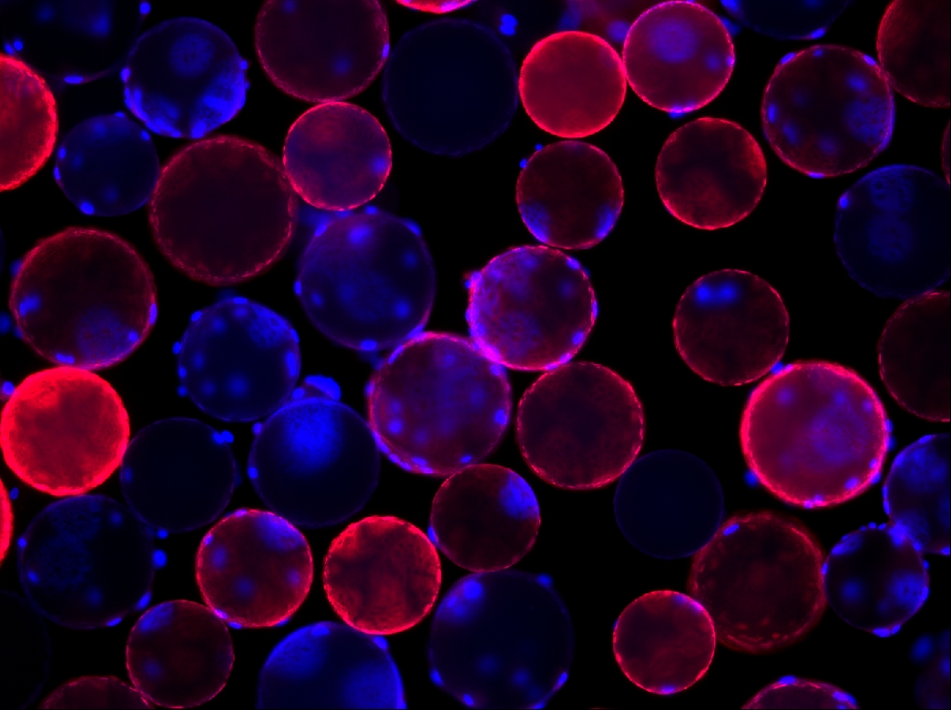 Muscle cells (nuclei stained blue with DAPI) growing on the surface of microcarrier beads (stained red with rhodamine) from Dr. Mark Post's lab at the University of Maastricht. Muscle cells need to grow attached onto a surface. Beads offer a lot of surface area, ideal for growing a lot of cells.