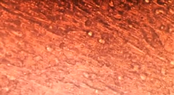 micro view of Abi's bio artificial muscle