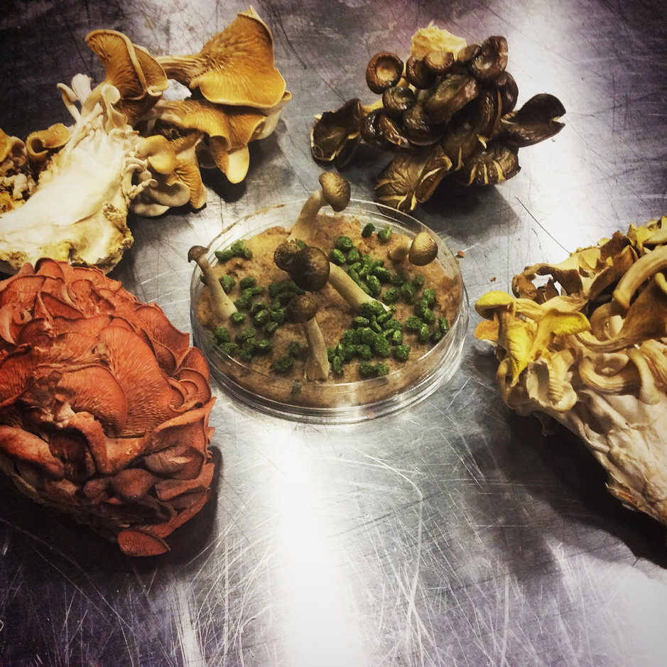 Artful assortment of various mushrooms