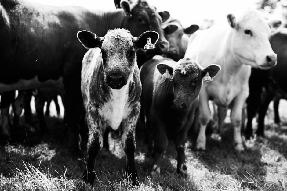 black and white photo of baby cows