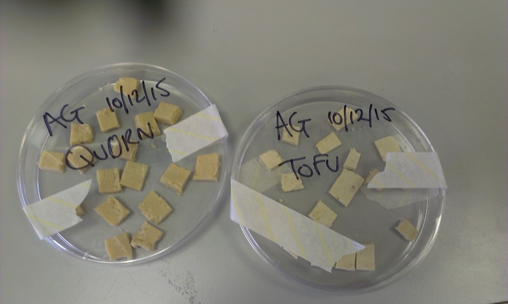 2 filled petri dishes, one that is labled "AG 10/12/15 QUORN" and the other "AG 10/12/15 TOFU"