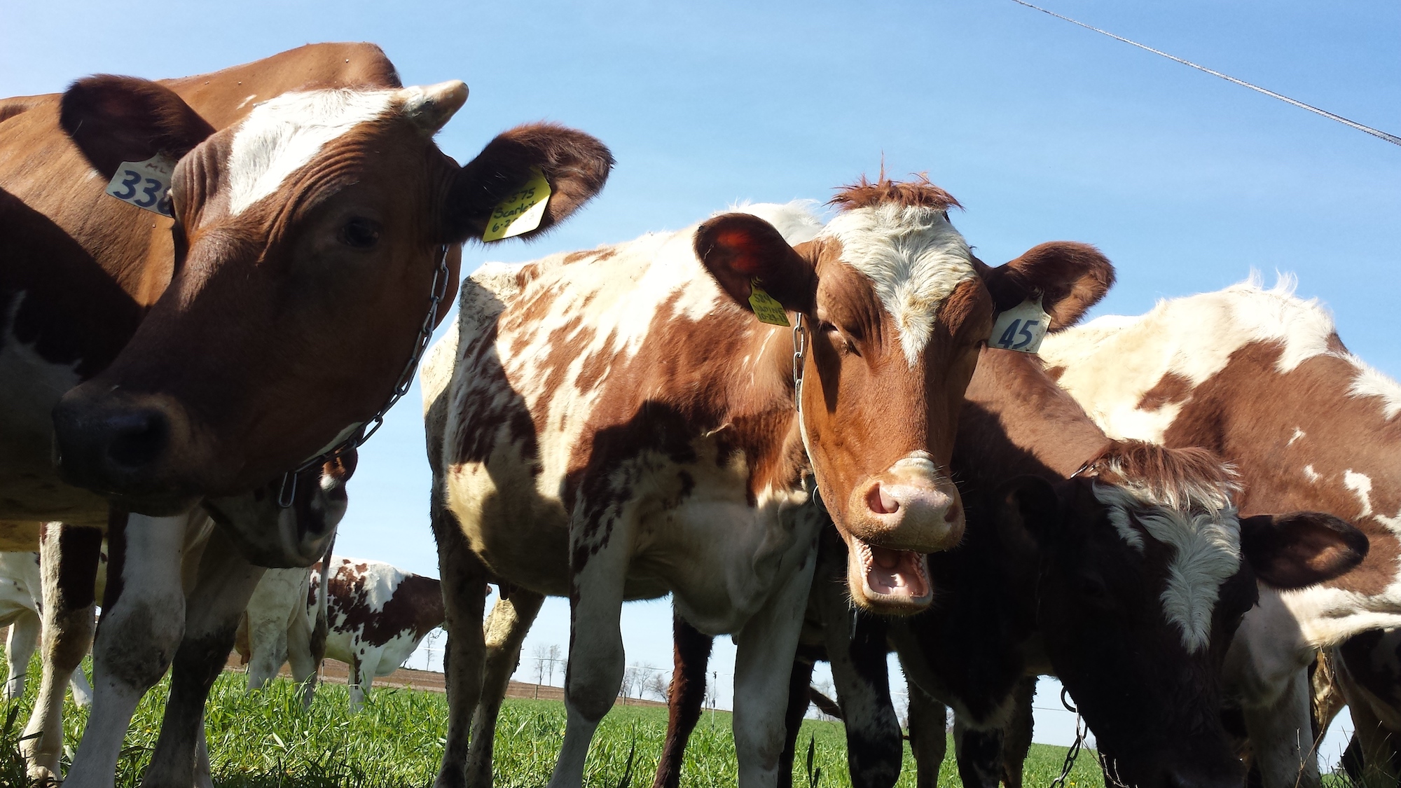 three cows in a field