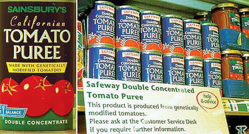 Vintage picture of tomato puree cans on the shelf with a notice saying the tomatos are genetically modifies 