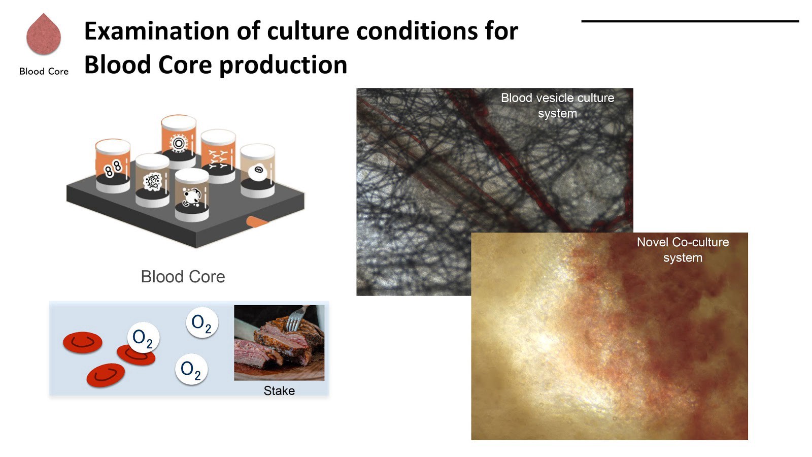 Co-culture approaches for cultivated meat production