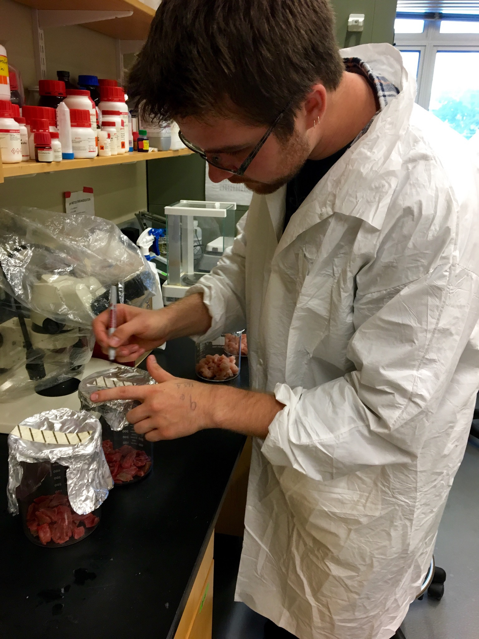 Natalie's undergrad working with meat samples in lab