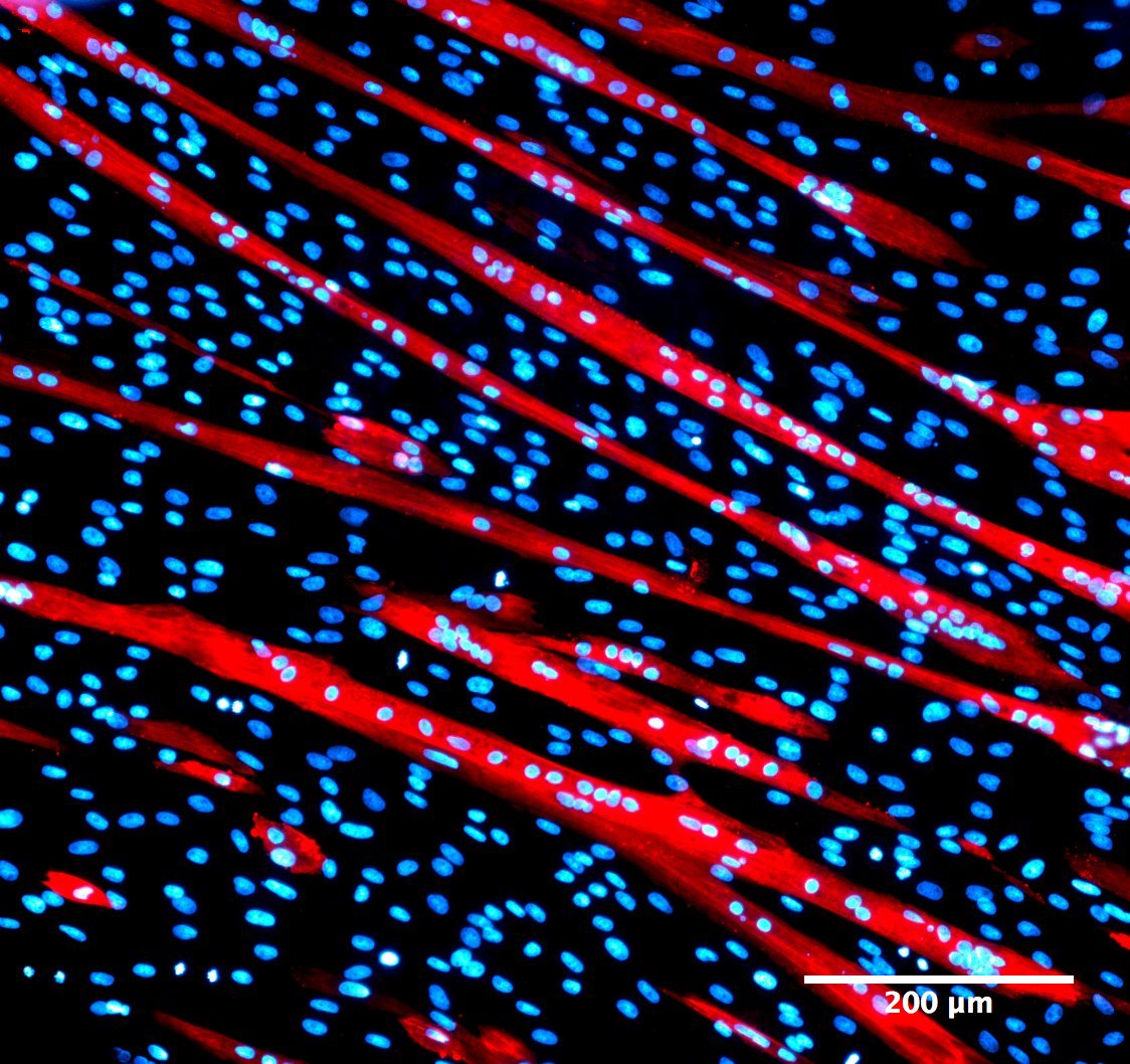 microscopic close up of porcine myotubes 