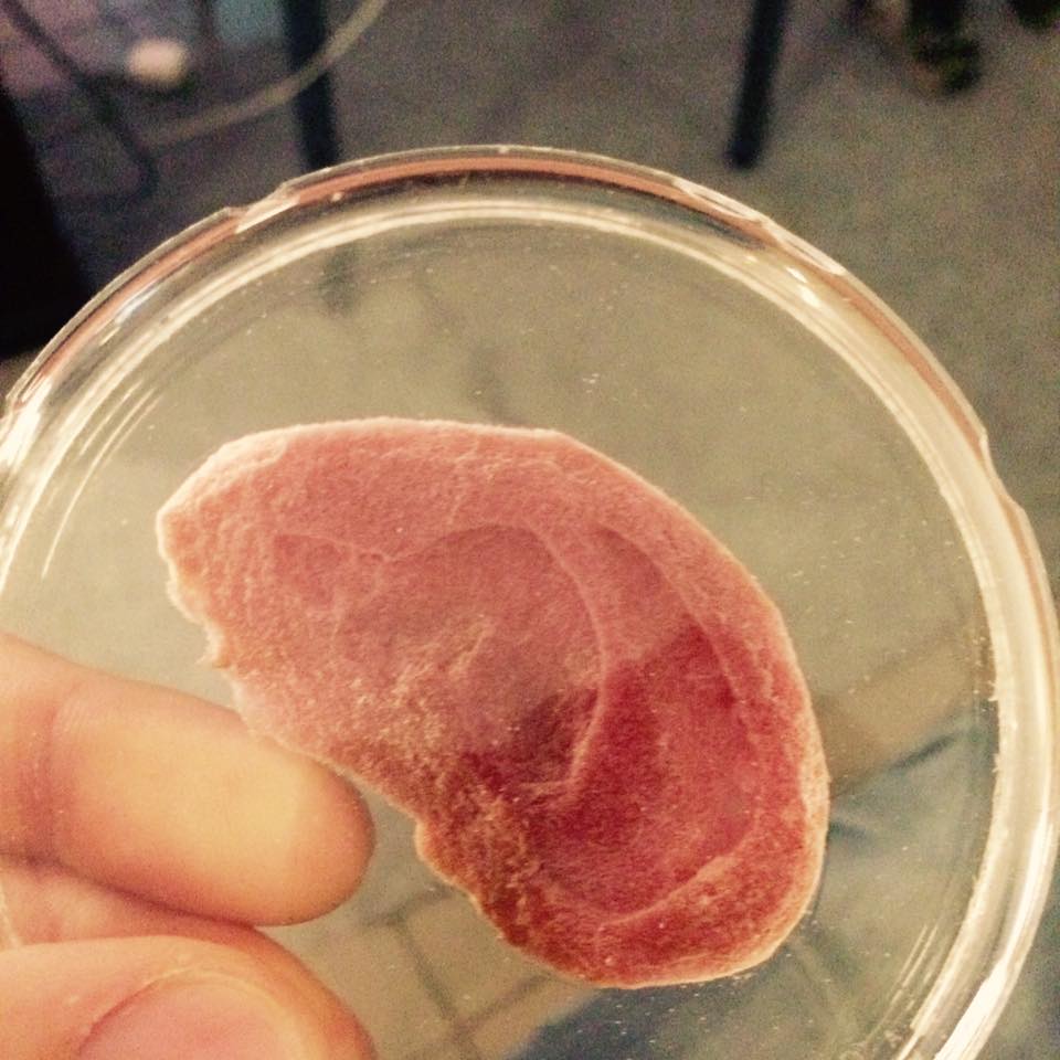 Photo of a thin slice of apple used as a scaffold in a petri dish 