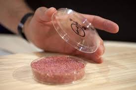 Photo of cultured meat in a petri dish 