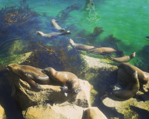Photo of sea lions swimming around