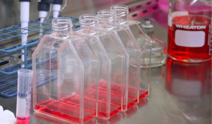 cell culture flasks with turkey growth media