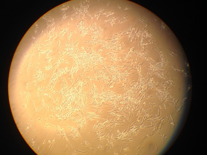 turkey muscle cells under microscope