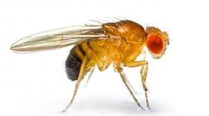 fruit fly