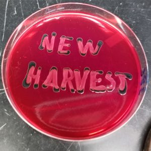 New Harvest written on agar plate