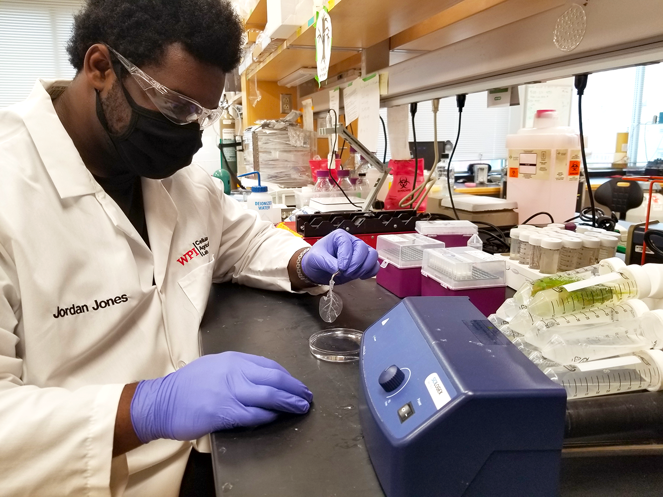 Jordan Jones, talented researcher, at lab bench, delicately holding a decellularized spinach leaf.