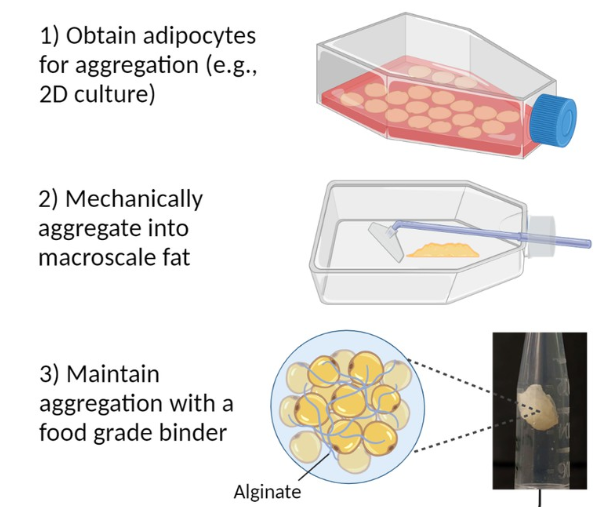 Macroscale Adipose Tissue from Cellular Aggregates: A Simplified Method of  Mass Producing Cell-Cultured Fat for Food Applications